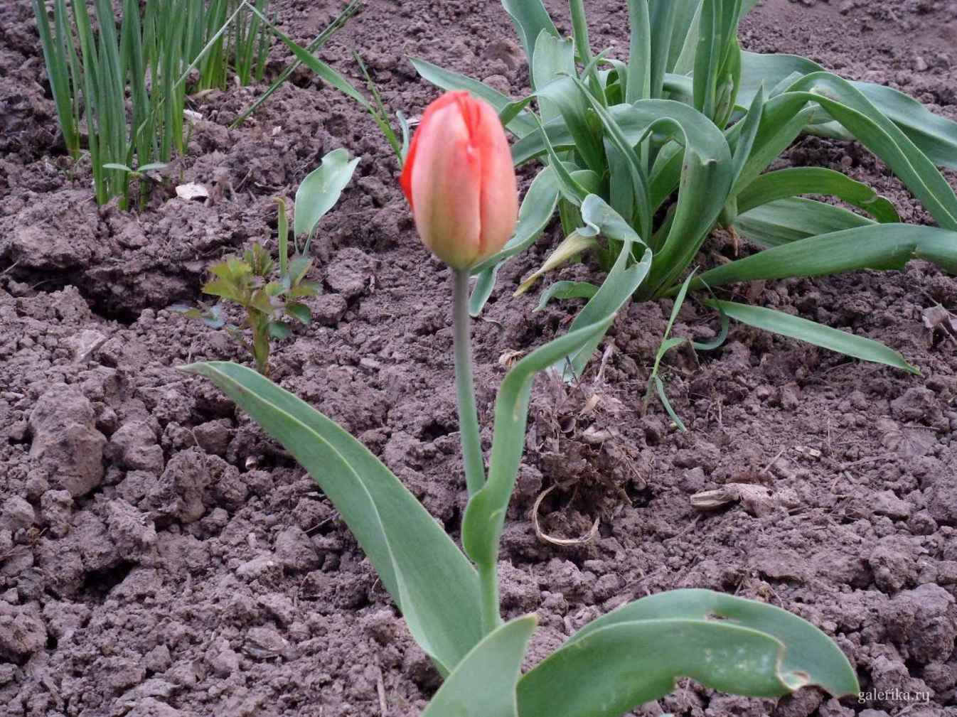 Нераспустившийся тюльпан весной.