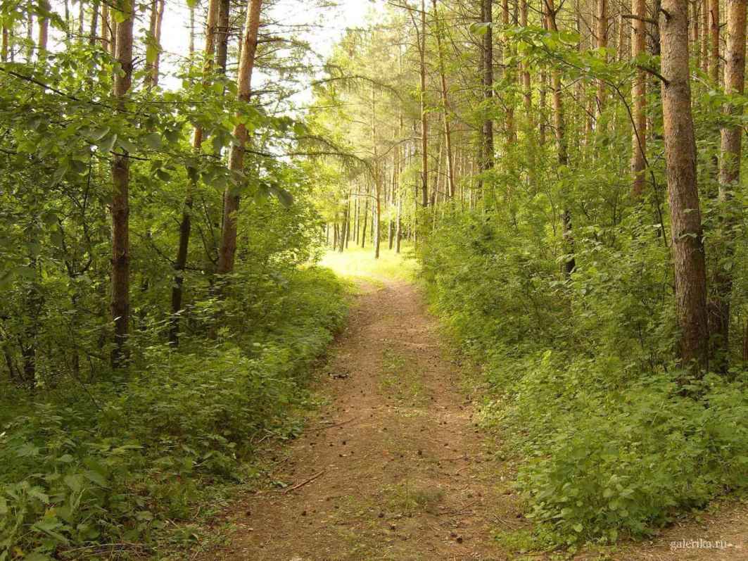 Дорога выхода из леса.