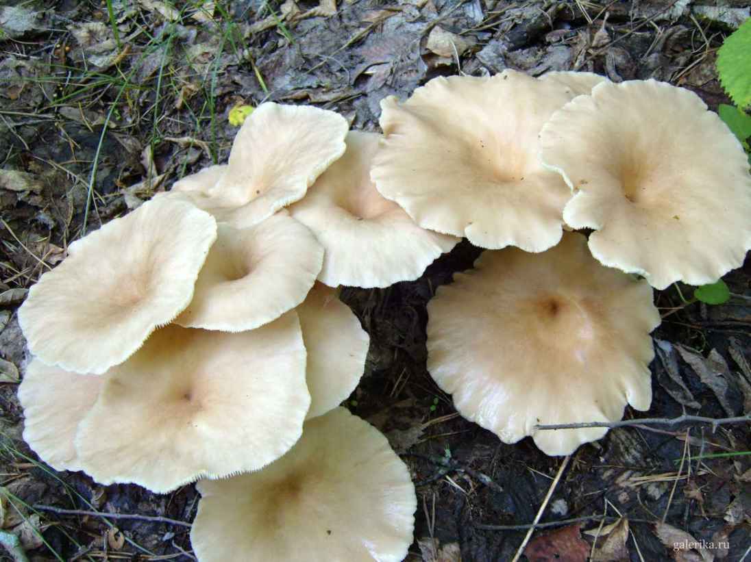 Группа огромных грибов.