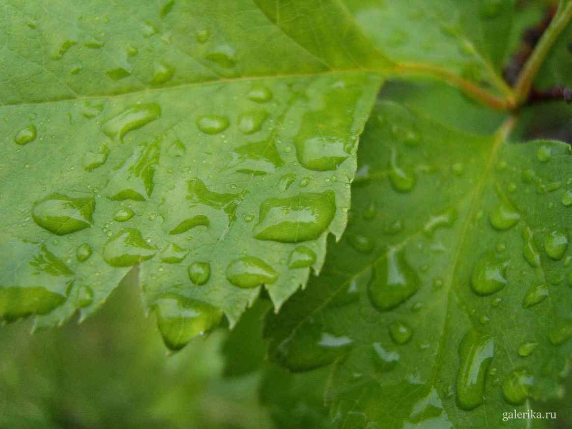 Капельки дождя как линзы на листочках.