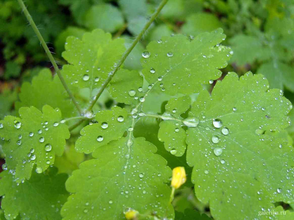 Аккуратно расставленные капельки дождя.на листочках.