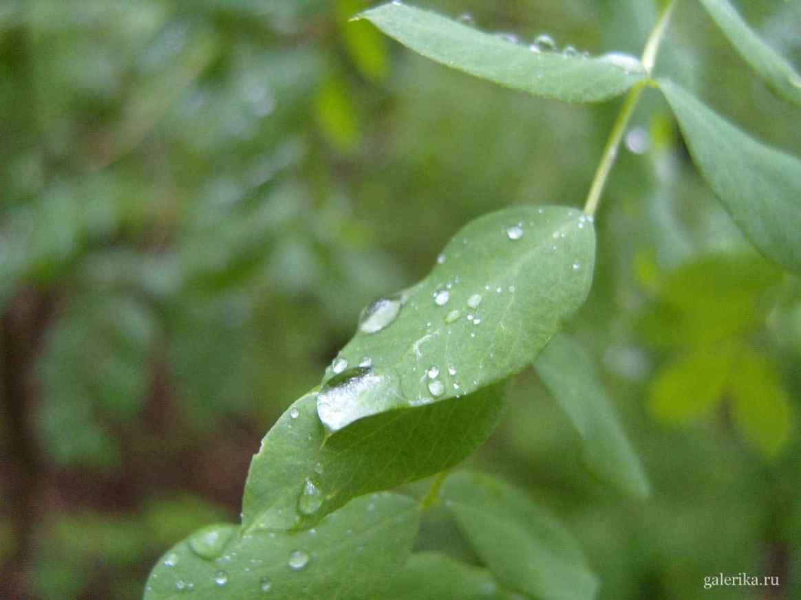Капельки дождя прочно держатся на листьях.