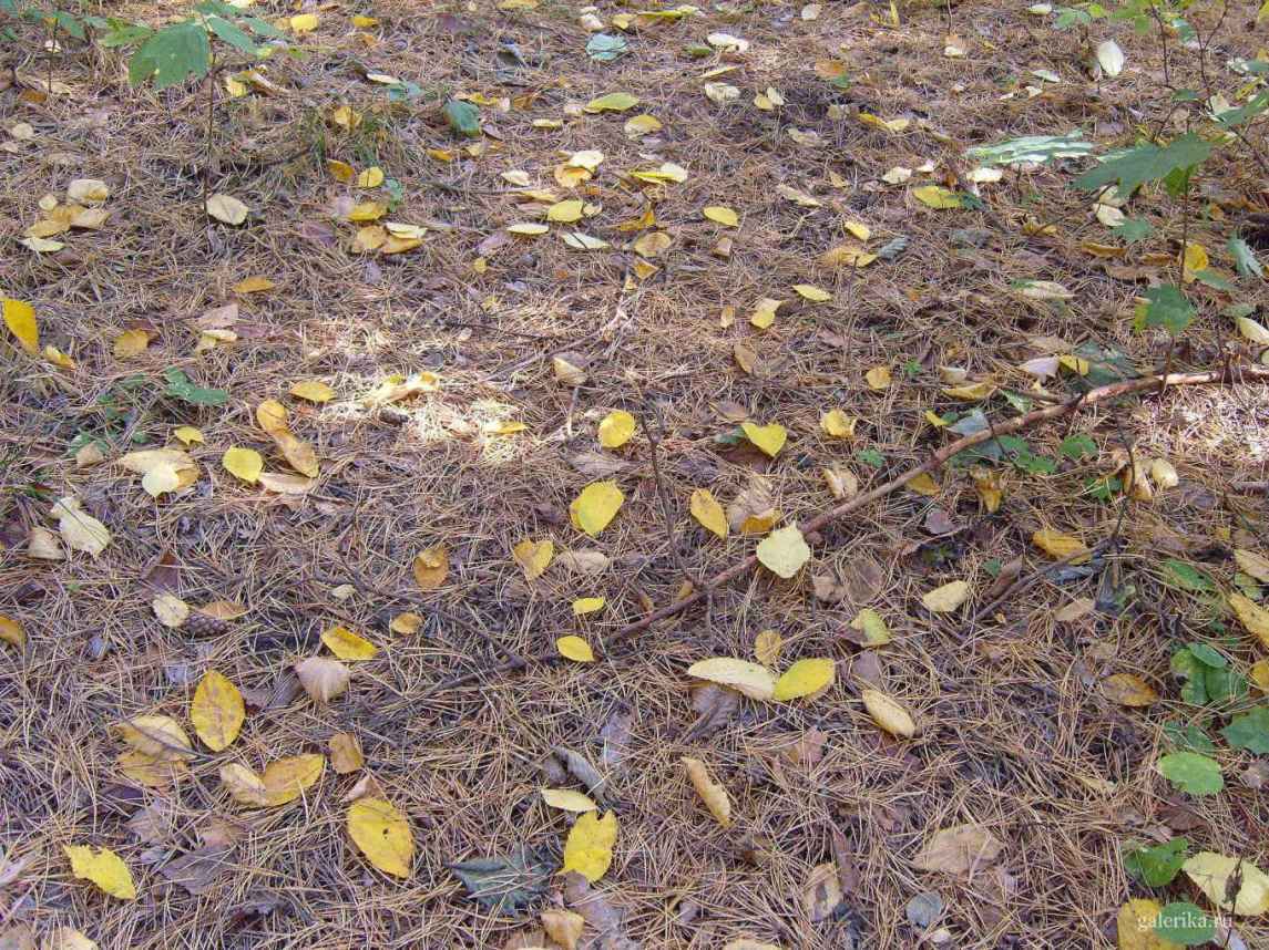 Узоры из листьев на хвойном ковре.