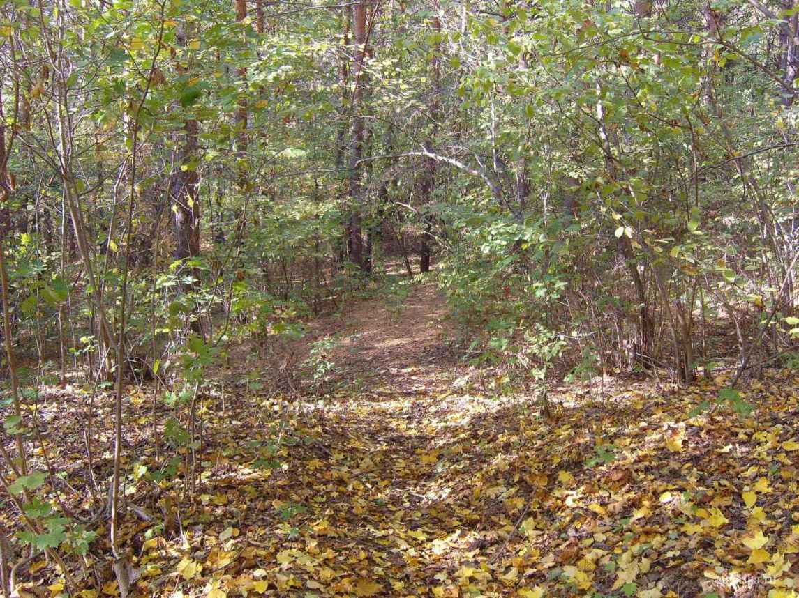 Осенний лес для прогулки.