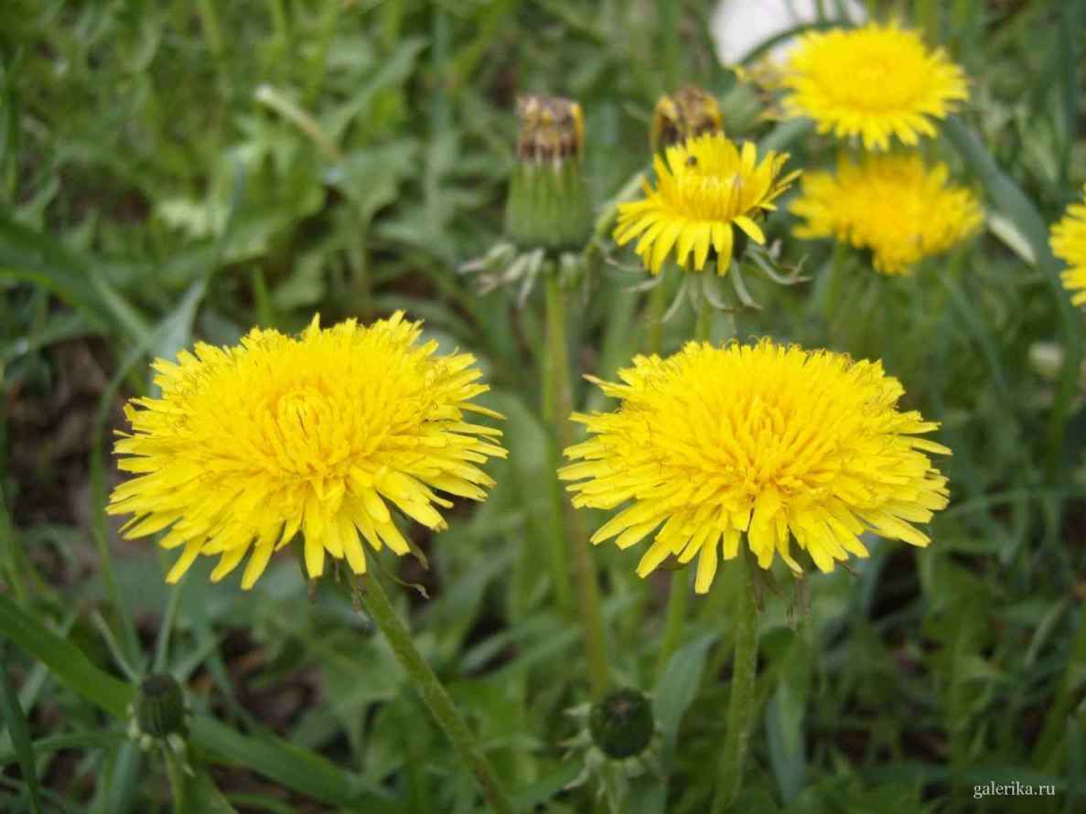 Желтые одуванчики - классика полевых цветов.