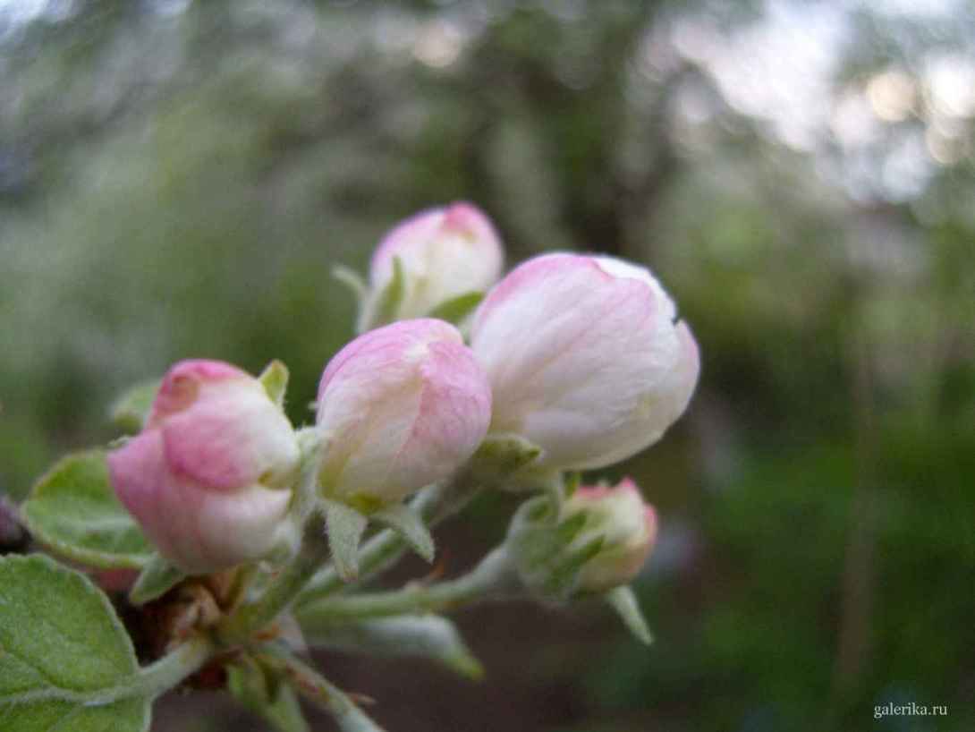 Распускающиеся цветы яблони.