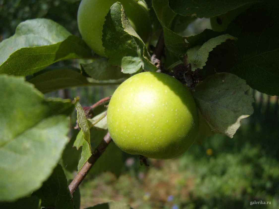 Аппетитное яблочко среди листвы.