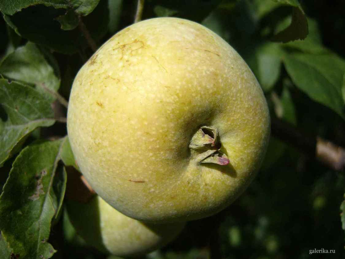 Зеленое спелое яблоко.