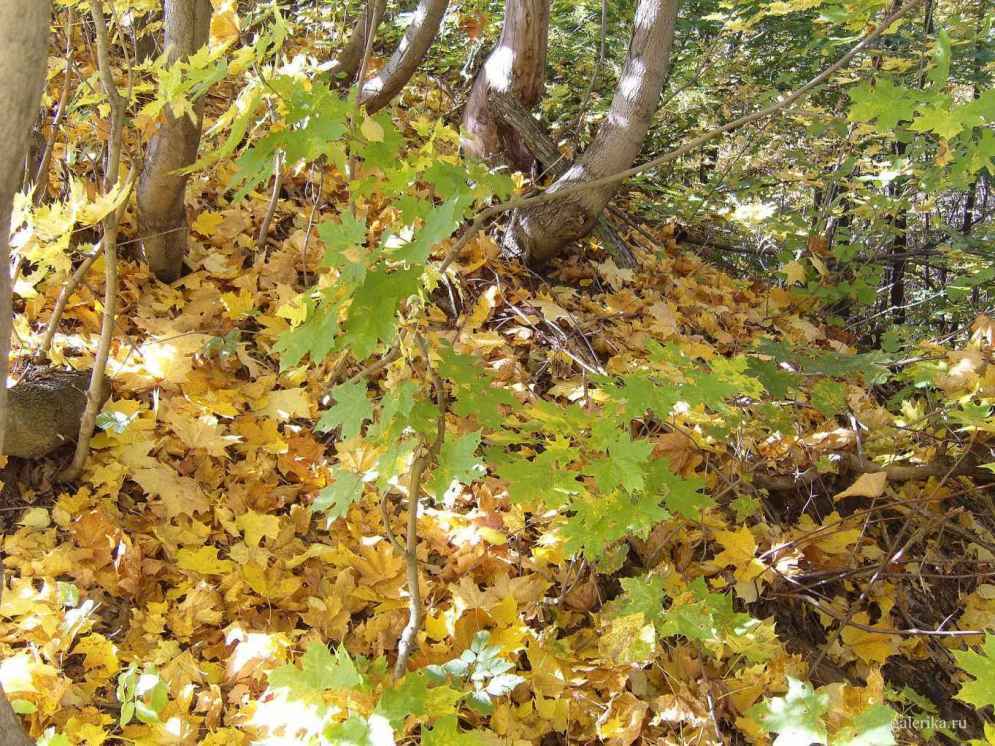 Овраг  покрытый желтыми листьями.