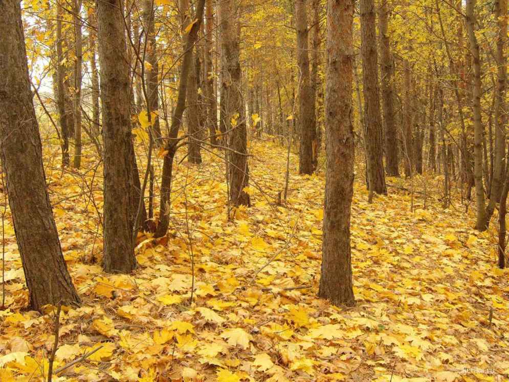 Золотая осень в лесу.