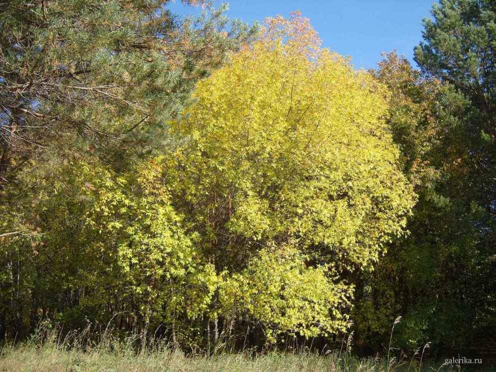 Дерево усыпанное желтыми листьями.