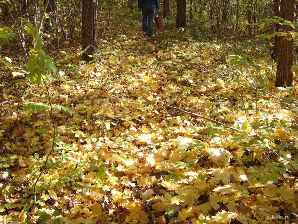 Прогулка по лесу золотой осенью.