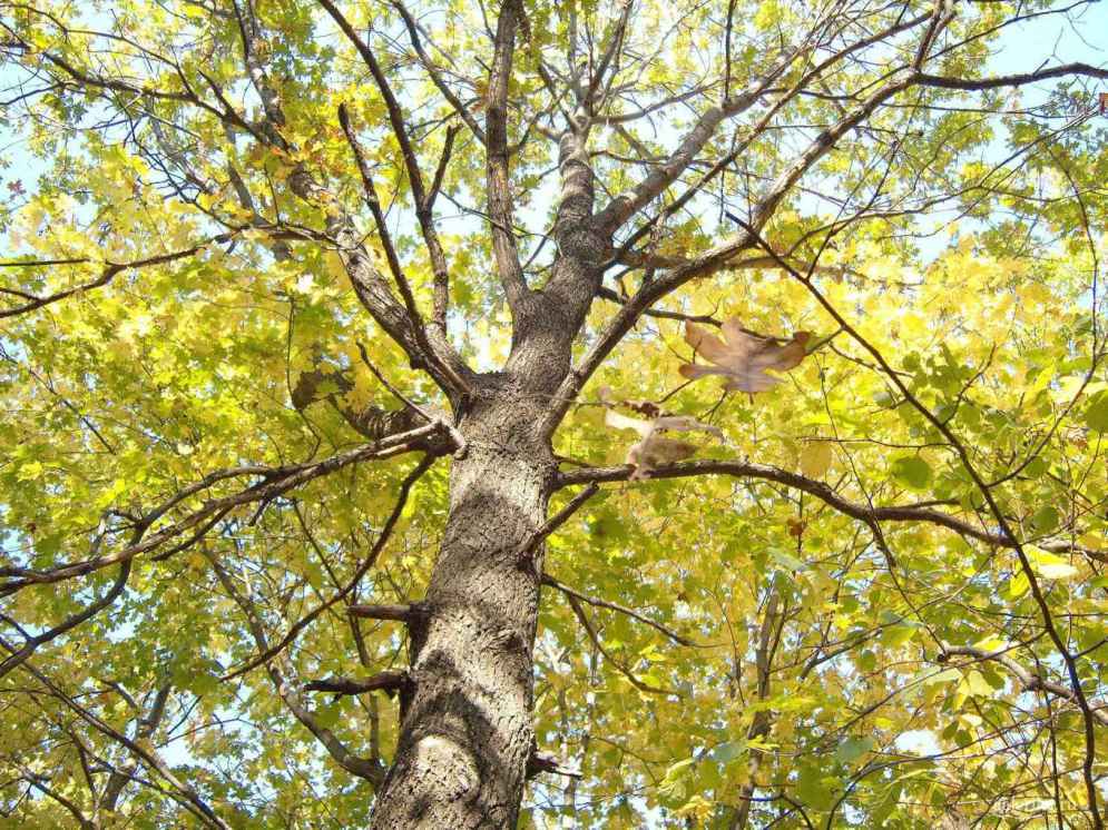 Фотография осеннего дерева с золотой листвой.